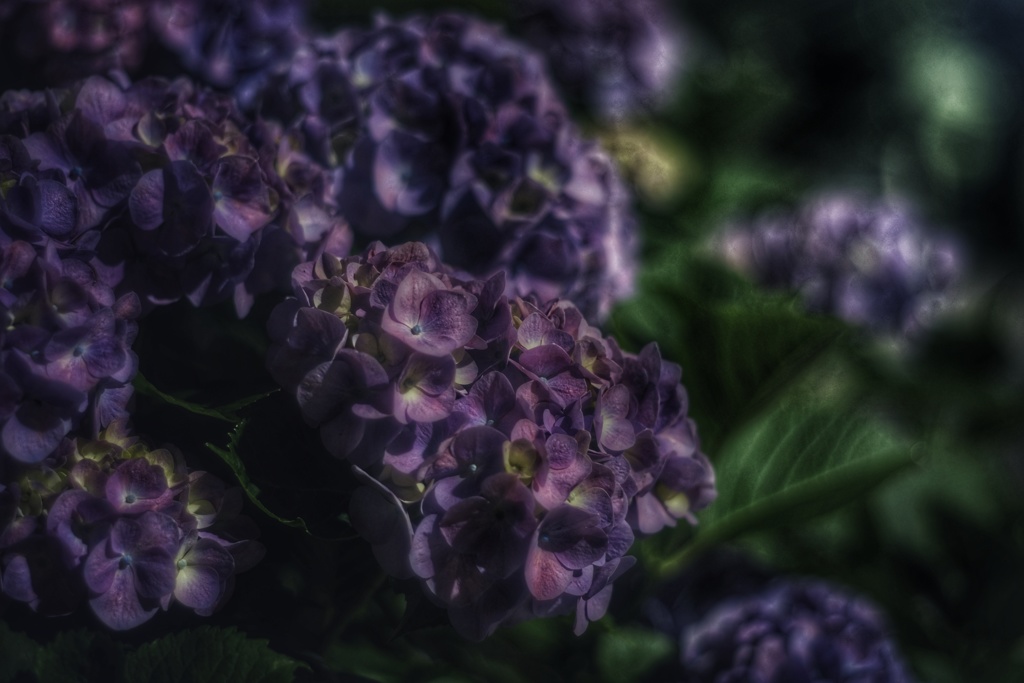 真夜中の紫陽花