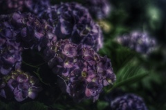 真夜中の紫陽花