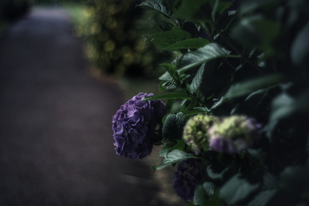 真夜中の紫陽花