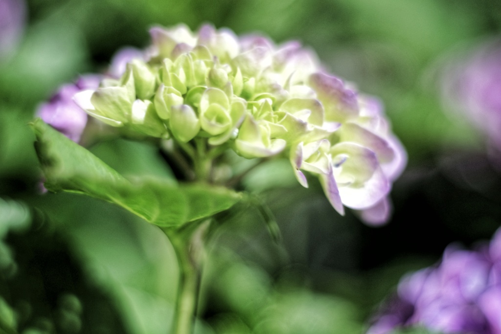 真夜中の紫陽花