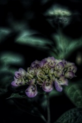 真夜中の紫陽花