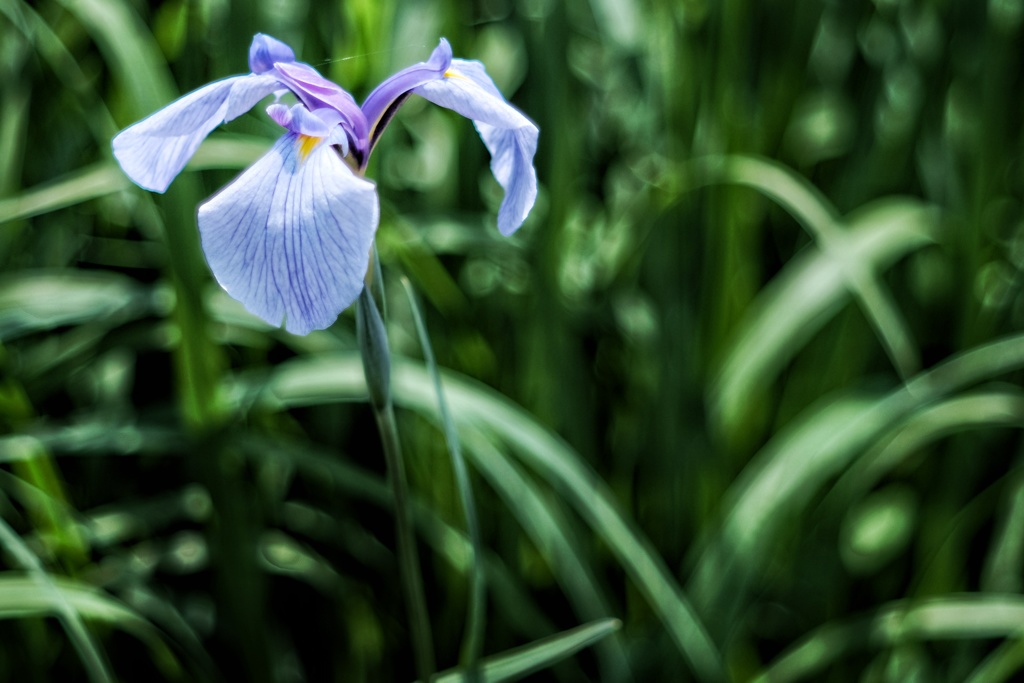 花菖蒲