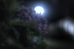 真夜中 雨 紫陽花