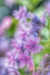 額紫陽花
