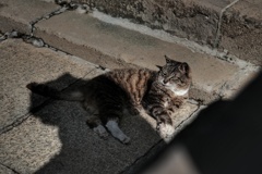 と、見せかけてチラチラこちらを見る