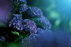 夜中の紫陽花