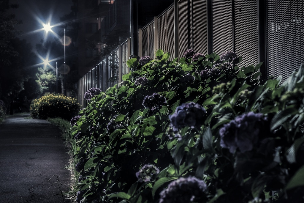 真夜中の紫陽花