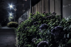 真夜中の紫陽花