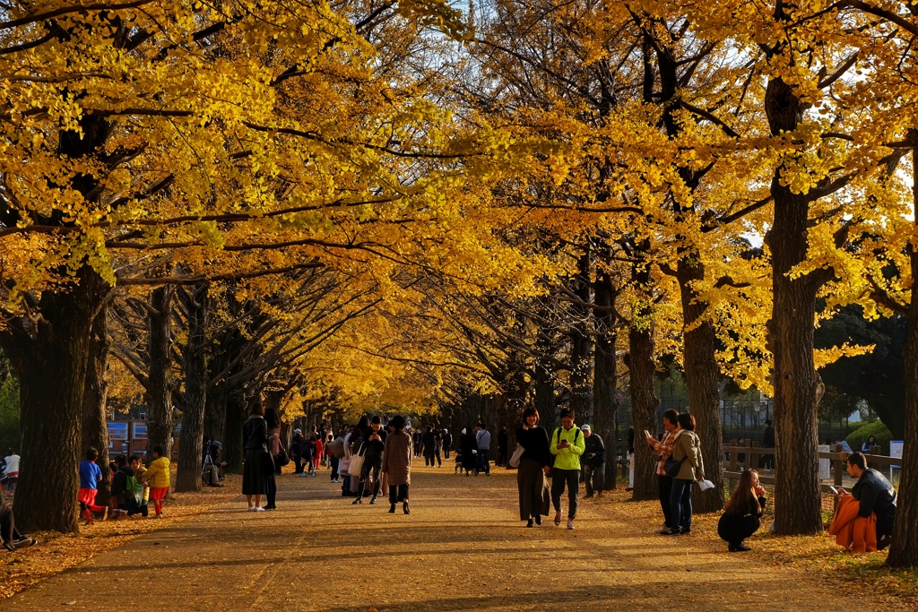 国営昭和記念公園 かたらいのイチョウ並木