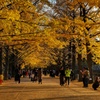 国営昭和記念公園 かたらいのイチョウ並木