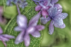 額紫陽花