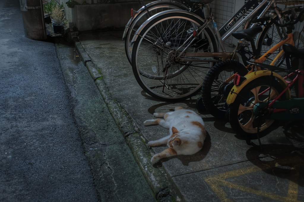 夜中の黄金町 猫
