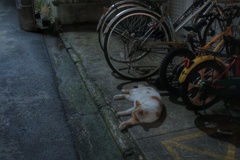 夜中の黄金町 猫