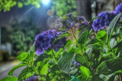夜中の紫陽花