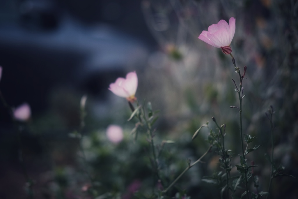 ヒルザキツキミソウ