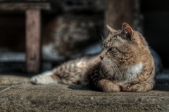 なんだかだんだんかわいくなってきた