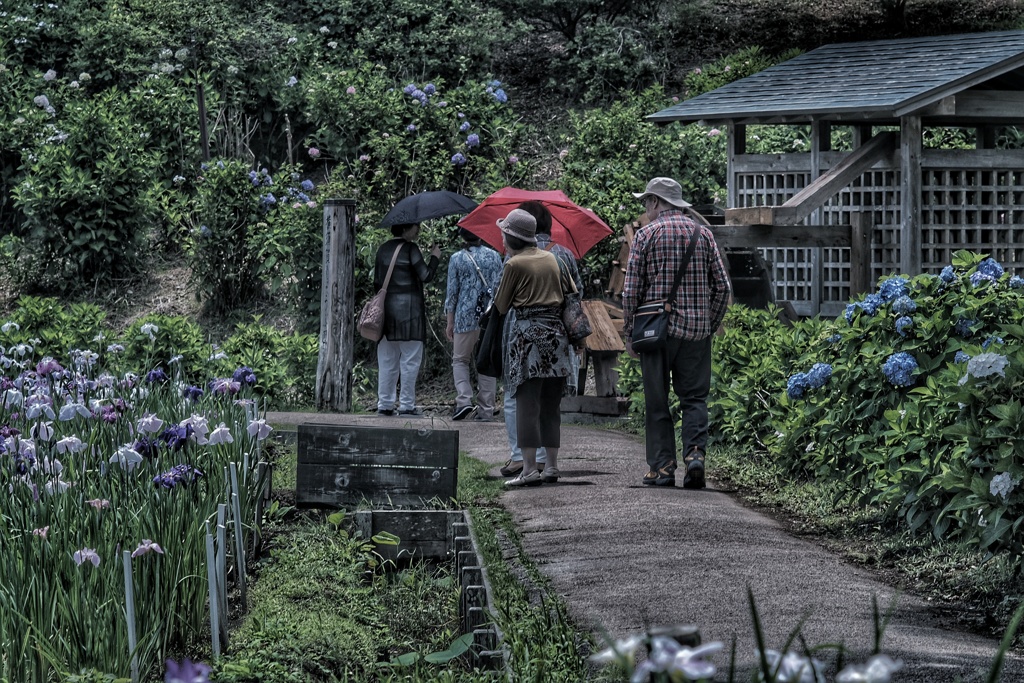 Yokosuka Iris Garden
