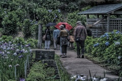 Yokosuka Iris Garden