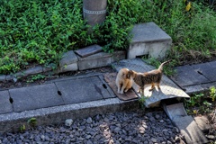 実際にはひたすらじゃれ合ってるだけでしたฅ^•ﻌ•^ฅ