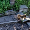 実際にはひたすらじゃれ合ってるだけでしたฅ^•ﻌ•^ฅ