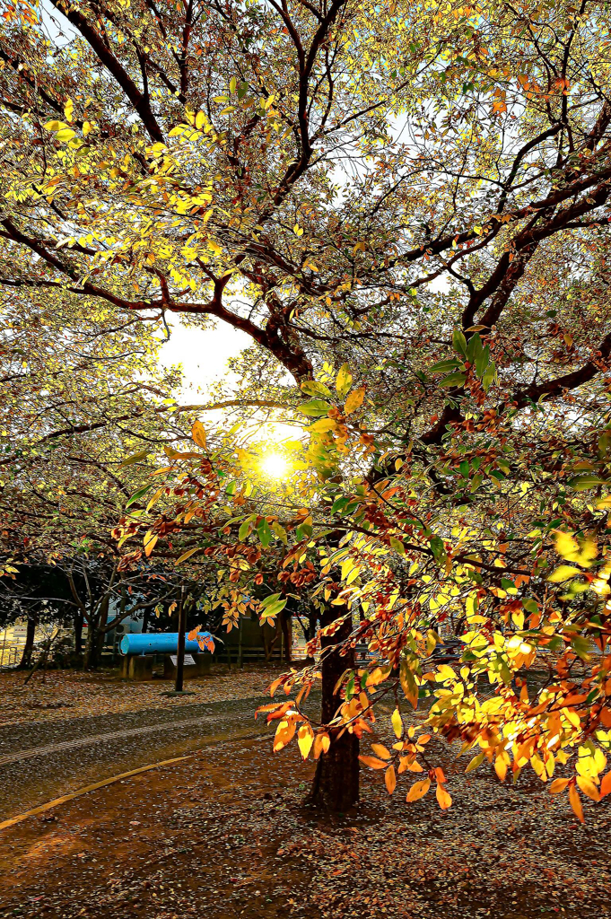 autumn