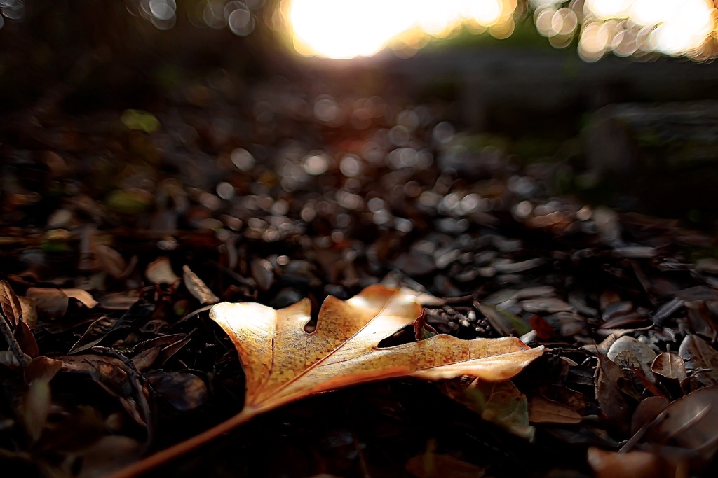 Leaf 