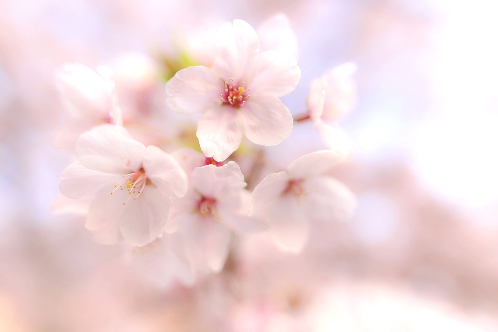 ありふれた桜