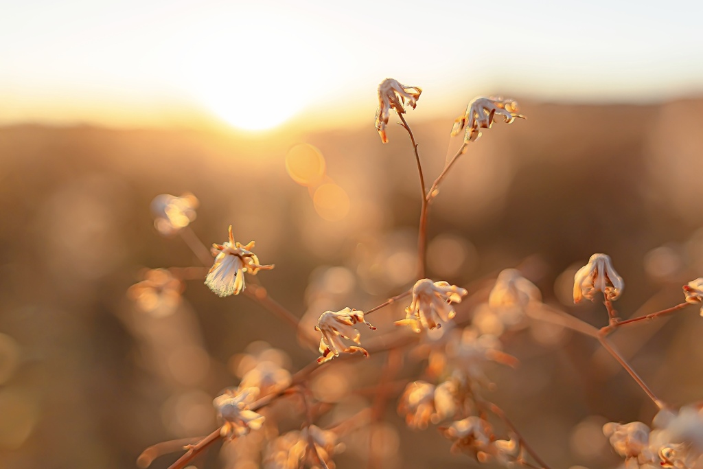 Sunlight 