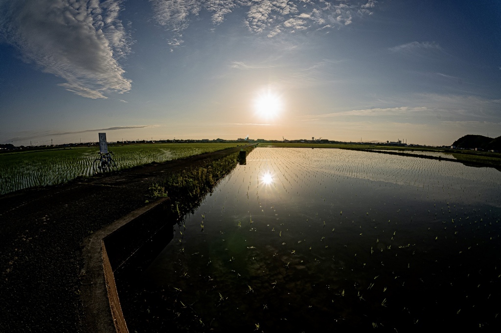 Paddy field