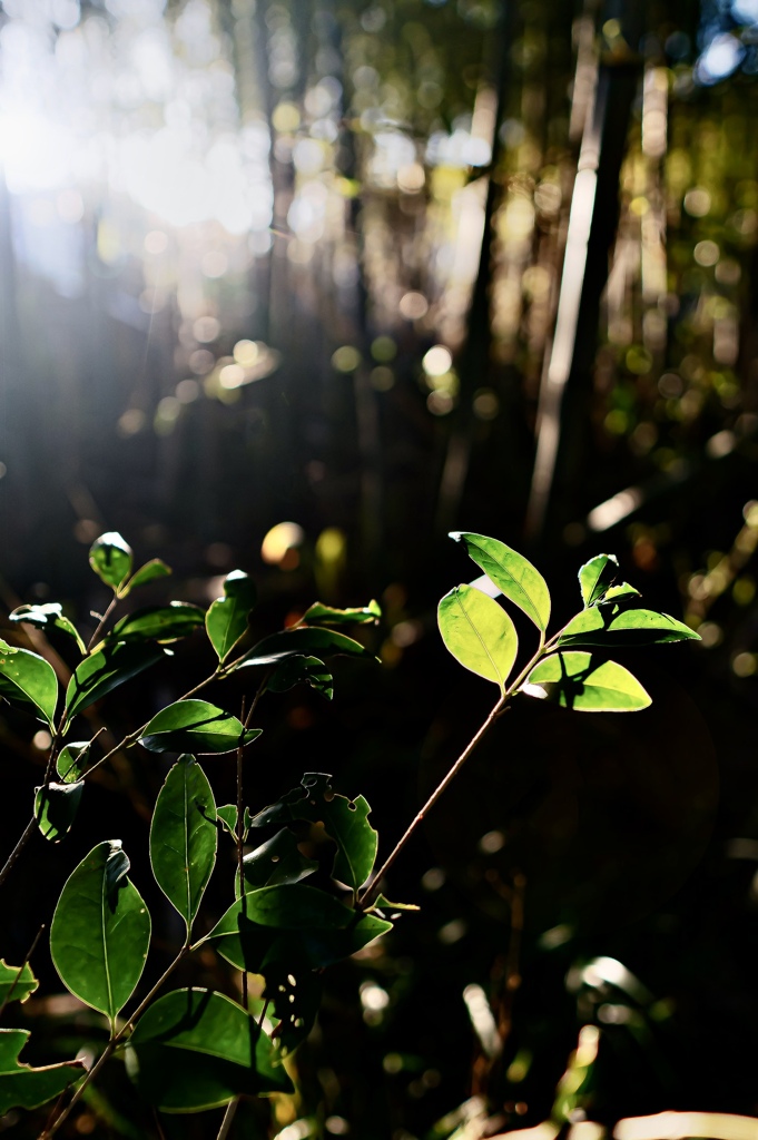 E901FA69-8D16-4616-B0FF-43C7E57507D8