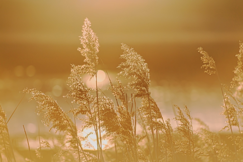 uuid=7246A1E8-7D31-4988-B707-068B46C84C4