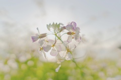 native grass
