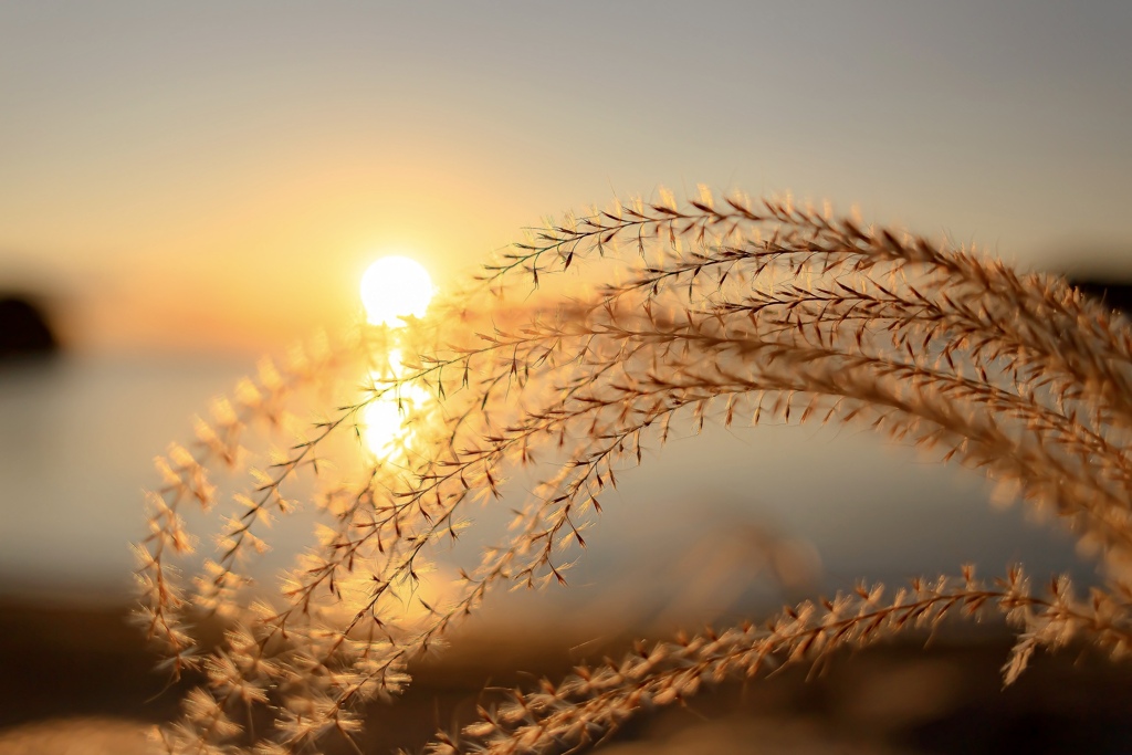 Sunlight 
