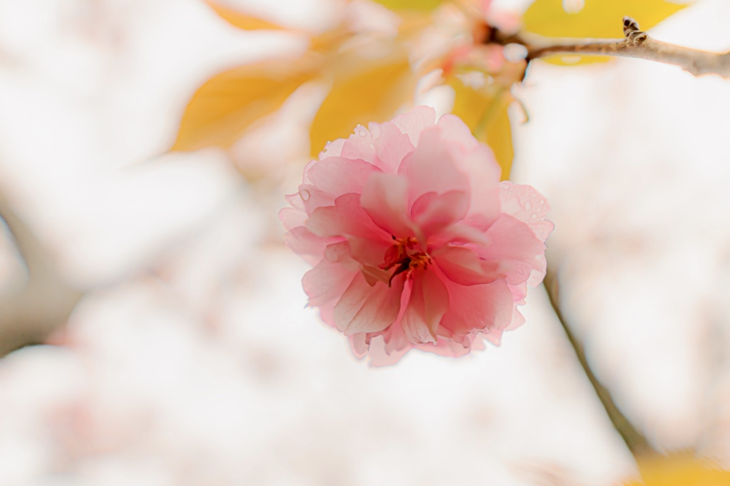 spring