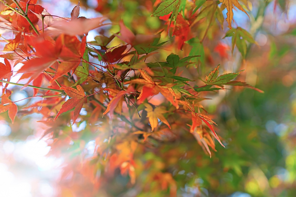 leaf 