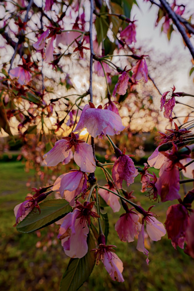 cherry blossom 