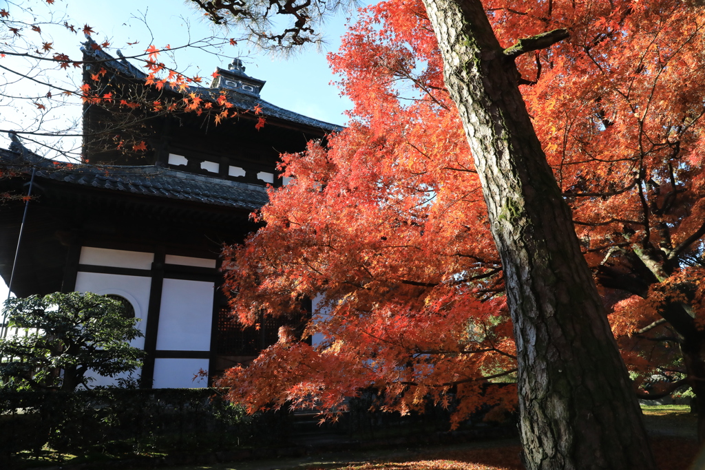 東福寺紅葉1