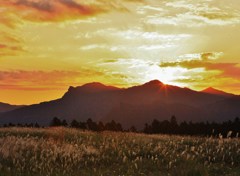 ススキを染める夕日