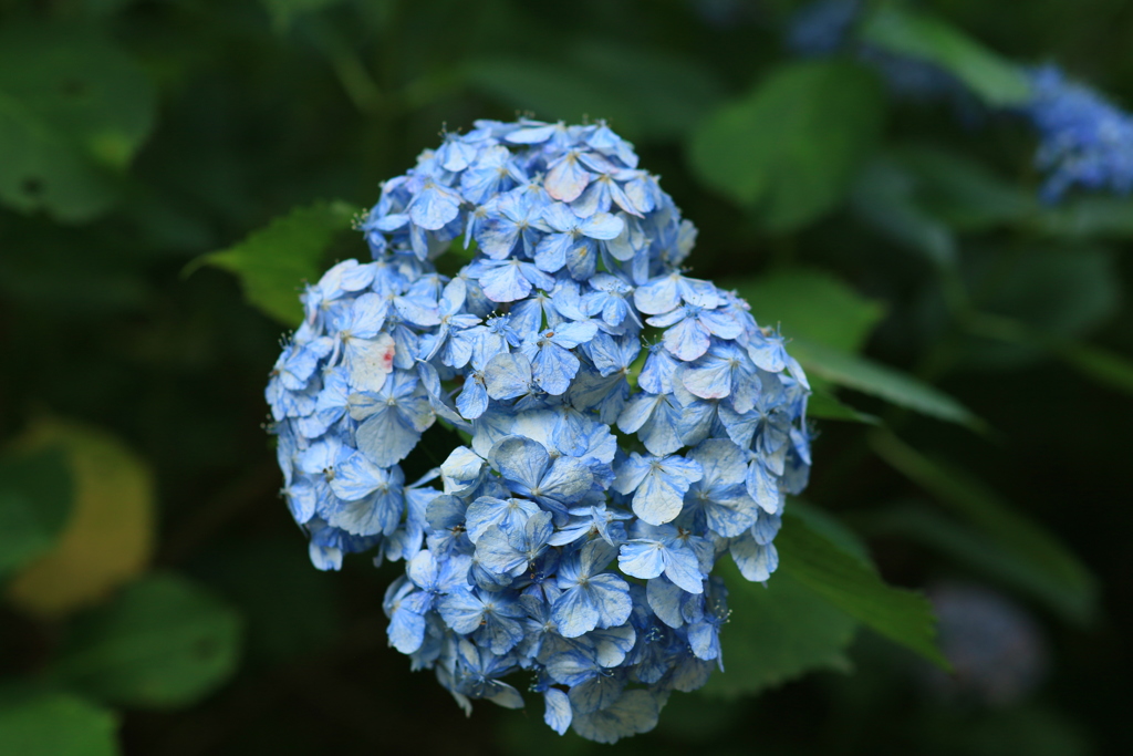 紫陽花23