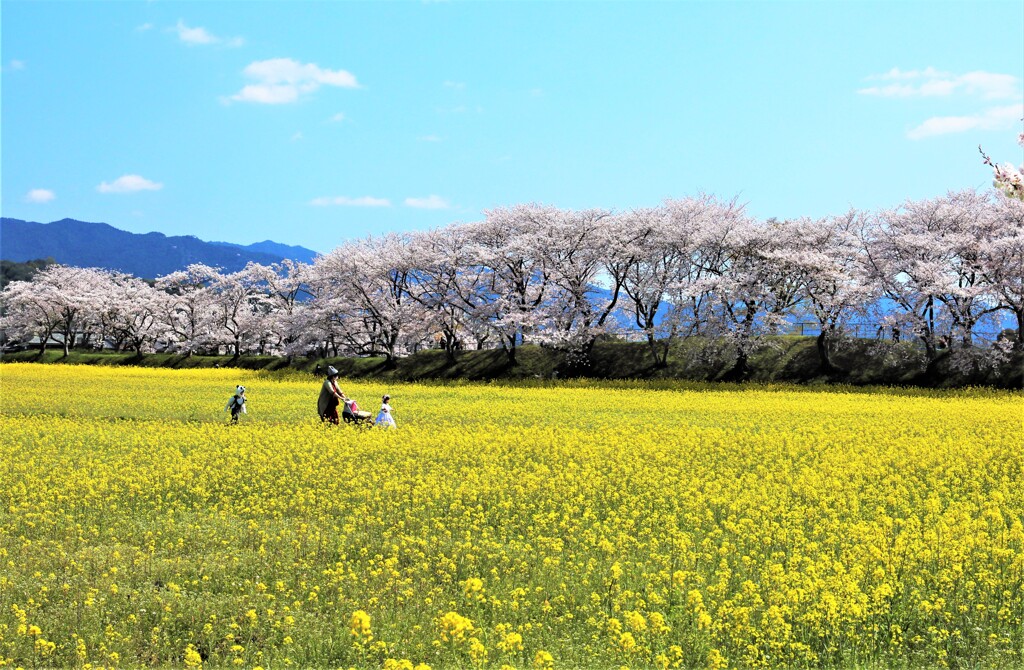 菜の花畑散歩