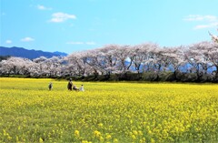 菜の花畑散歩