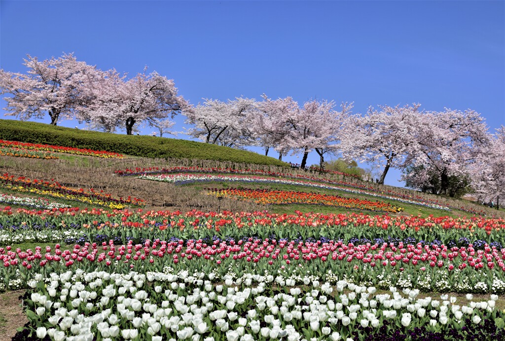 桜とチュウリップ