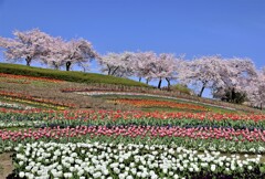 桜とチュウリップ