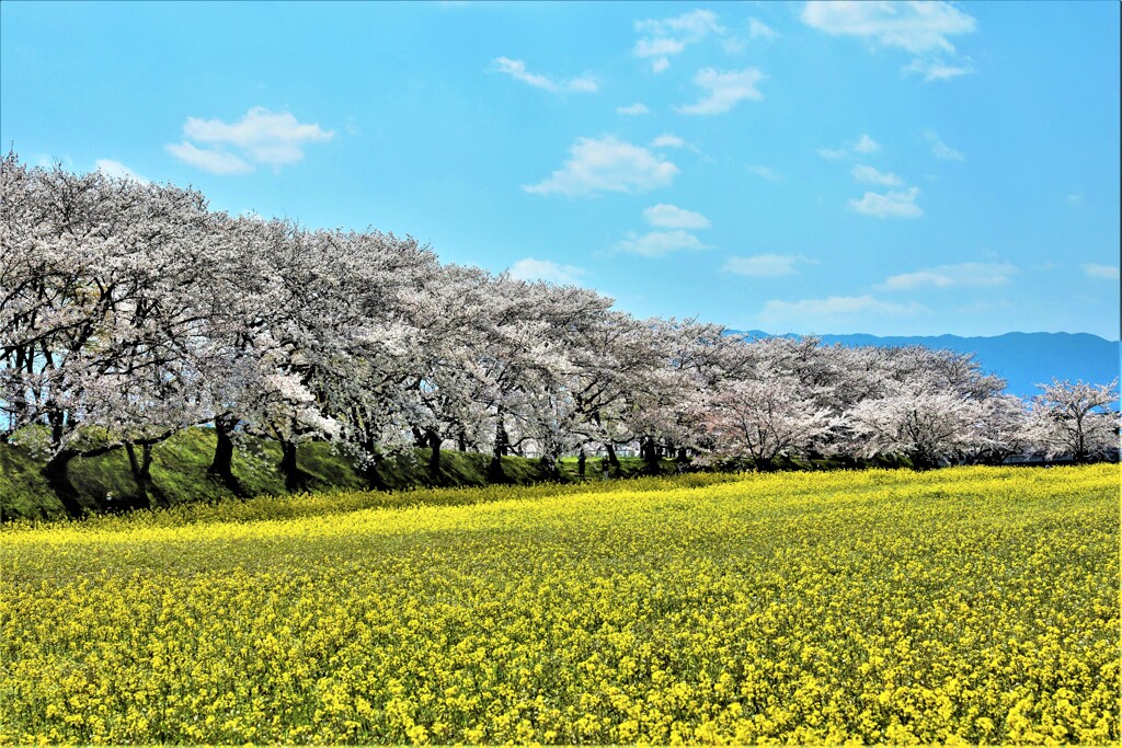 菜の花畑と桜