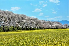 菜の花畑と桜