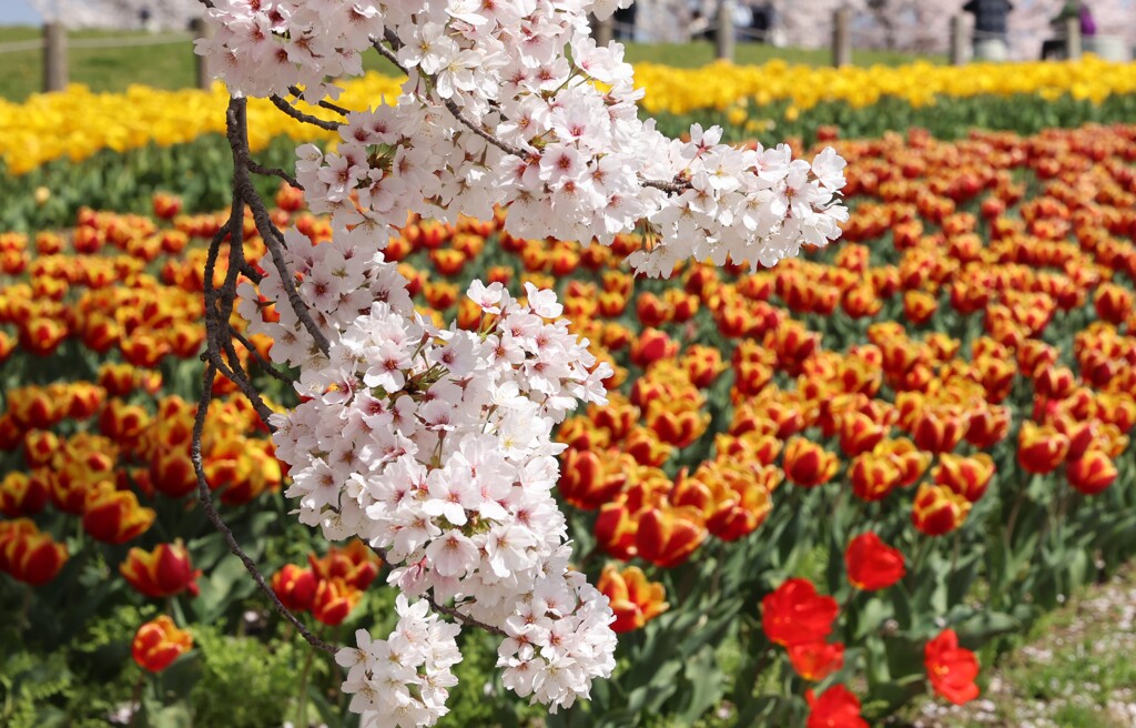 桜とチュウリップ