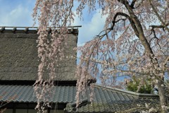 金剛寺の枝垂桜2