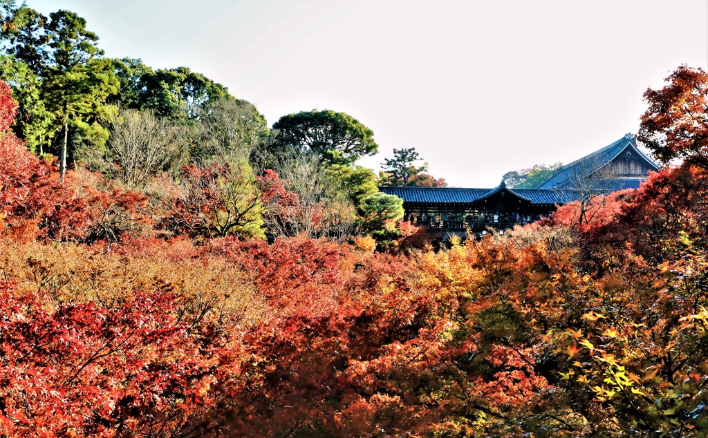 東福寺紅葉通天橋3