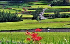 明日香村稲棚田百選と彼岸花1