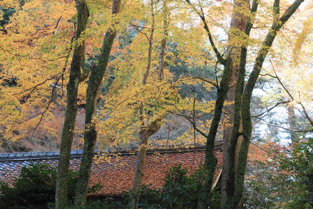 石山寺紅葉2